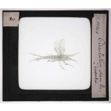 Les Insectes. Circulation dans les Insectes.