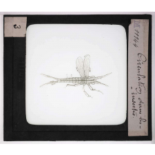 Les Insectes. Circulation dans les Insectes.