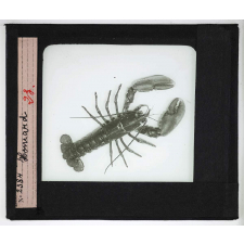 Les Adaptations à la natation chez les animaux. Homard.