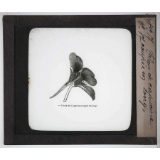 Les Plantes. Fleur de Capucine coupée en long.