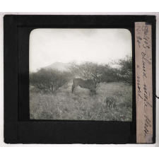 Chasse au grand gibier africain du Mozambique. Eland mâle blessé à mort.