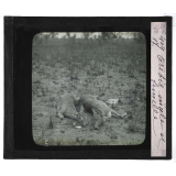 Chasse au moyen et au petit gibier africain du Mozambique. Oribis mâle et femelle.