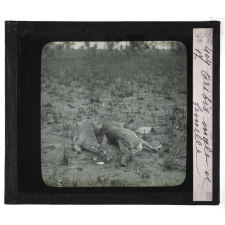 Chasse au moyen et au petit gibier africain du Mozambique. Oribis mâle et femelle.