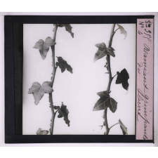 La Vie grimpante chez les plantes. Rameaux grimpants du lierre.