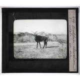 Chasse au moyen et au petit gibier africain du Mozambique. Antilope chevaline mâle en vie.