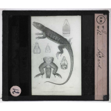 Reptiles et amphibiens. Lézard.