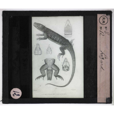 Reptiles et amphibiens. Lézard.