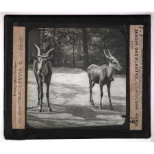 Jardins zoologiques. Jardin des Plantes. L'antilope.