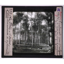 La Forêt. Notions élémentaires de sylviculture. Peuplement pur et uniforme à l'état de coupe d'ensemencement claire. Forêt de Bercé.