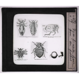 Les Animaux parasites de l'homme. Puce punaise pou, pou du pubis.
