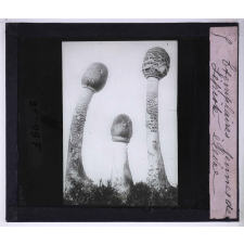 La Vie des champignons. Exemplaires jeunes de Lépiote élevée.