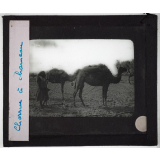 Algérie. Série I. Le pays et les indigènes. Charrue à chameau.
