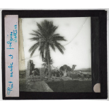 Algérie. Série I. Le pays et les indigènes. Puit arabe et palmier dattier.
