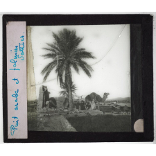 Algérie. Série I. Le pays et les indigènes. Puit arabe et palmier dattier.