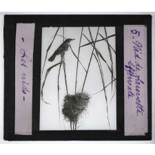 Les Nids des oiseaux. Nid de fauvette effervate.