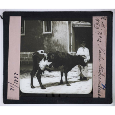 La Tuberculose, maladie sociale. Vache tuberculeuse.