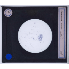 Bactéries. Micrococcus ureae culture.