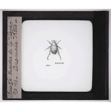 Les Insectes parasites de la vigne. Anomala Vitis.