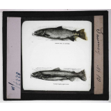 Mœurs des poissons. Saumon.