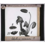 Dissémination des fruits et des graines. Ecbalium elaterium.