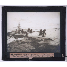 La Vie et les moeurs du pingouin Adélie. Les Adélie arrivent peu à peu sur l'île Petermann et s'emparent des quelques rochers dépourvus de neige.