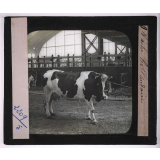 Races de bœufs, porcs, moutons. Vache hollandaise.