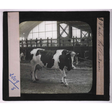 Races de bœufs, porcs, moutons. Vache hollandaise.