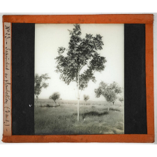 Algérie, pays indigènes. Sapindus en plantation (3 ans).