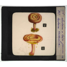 Notions élémentaires sur les champignons comestibles et vénéneux. Lactaire à lait jaune et lactaire vénéneux.