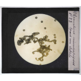 Quelques exemples d'observations microscopiques. Spores avec élatères.