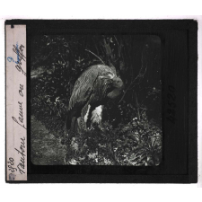 Oiseaux et mammifères nuisibles. Vautour fauve ou griffon.