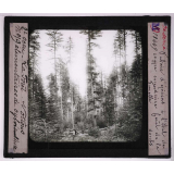 La Forêt. Notions élémentaires de sylviculture. Futaie d'épicéas à l'état de coupe secondaire. Forêt (Doubs). 