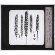 Les Plantes de grande culture. Blé de l'île de Noé. Blé victoria d'automne. Blé à épi carré.