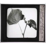 Déformations des plantes dues à la vieillesse ou produites par les commensaux, les parasites et l'homme. Galle du pétiole de la feuille du tilleul.