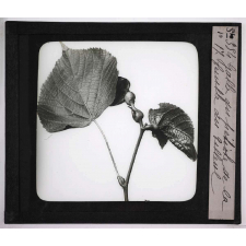 Déformations des plantes dues à la vieillesse ou produites par les commensaux, les parasites et l'homme. Galle du pétiole de la feuille du tilleul.