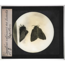 Caractères extérieurs des insectes. Papillon.
