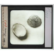 Les Mollusques comestibles. Praire.