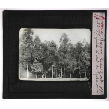 Les Plantes à caoutchouc et à gutta-percha. Payena Leerii Burck. Jardin d'essais de Tjikenmenh.