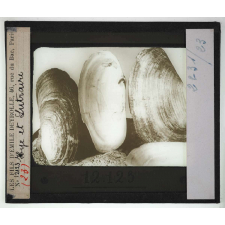 Les Mollusques comestibles. Mye et Lutraire.