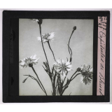 La Ramification et les inflorescences. Capitules de Bleuet.