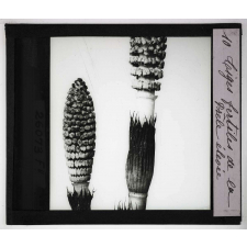Les Plantes sans fleurs. Tiges fertiles de la prêle élevée.