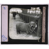Races de bœufs, porcs, moutons. Bélier Merinos.