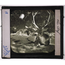 Jardins zoologiques. Le cerf.