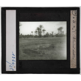 Le Développement économique du Maroc. Le Maroc en 1912. Palmiers dattiers.