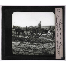 La Moule et l'huître portugaise sur les côtes de l'Aunis. Chargement et transport des huîtres.