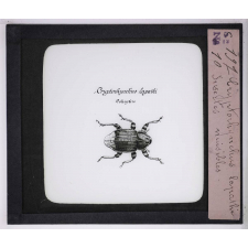 Les Oseraies pratiques. Cryptorhynchus Lapathi, insectes nuisibles.