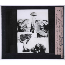 La Vie des champignons. Formes diverses des champignons supérieurs.