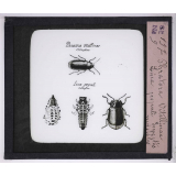 Les Oseraies pratiques. Phratora vitellinae, lina populi, insectes nuisibles.