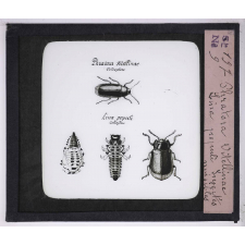 Les Oseraies pratiques. Phratora vitellinae, lina populi, insectes nuisibles.