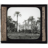 Egypte. Cheik Abbadé forêt de palmiers.